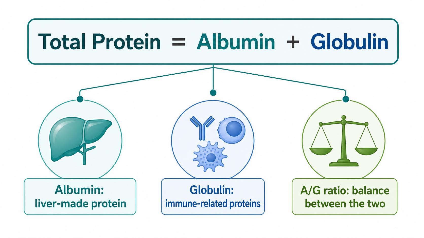 Total protein albumin globulin and albumin globulin ratio explained