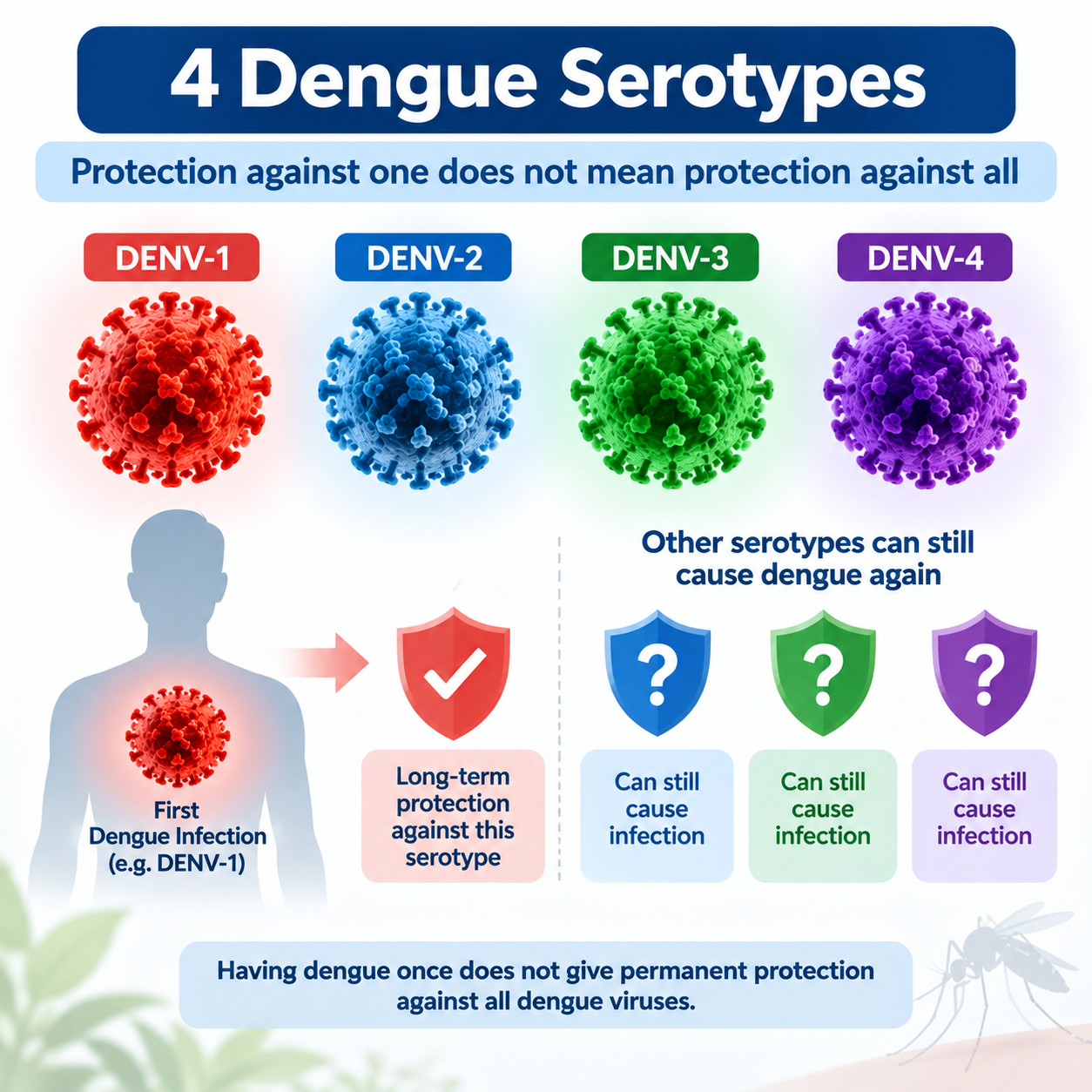 Illustration of the four dengue virus serotypes showing why previous dengue does not provide permanent protection against all dengue infections.