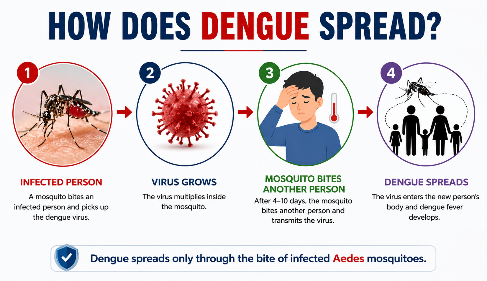 How dengue spreads — Aedes mosquito bites infected person, carries virus, bites another person