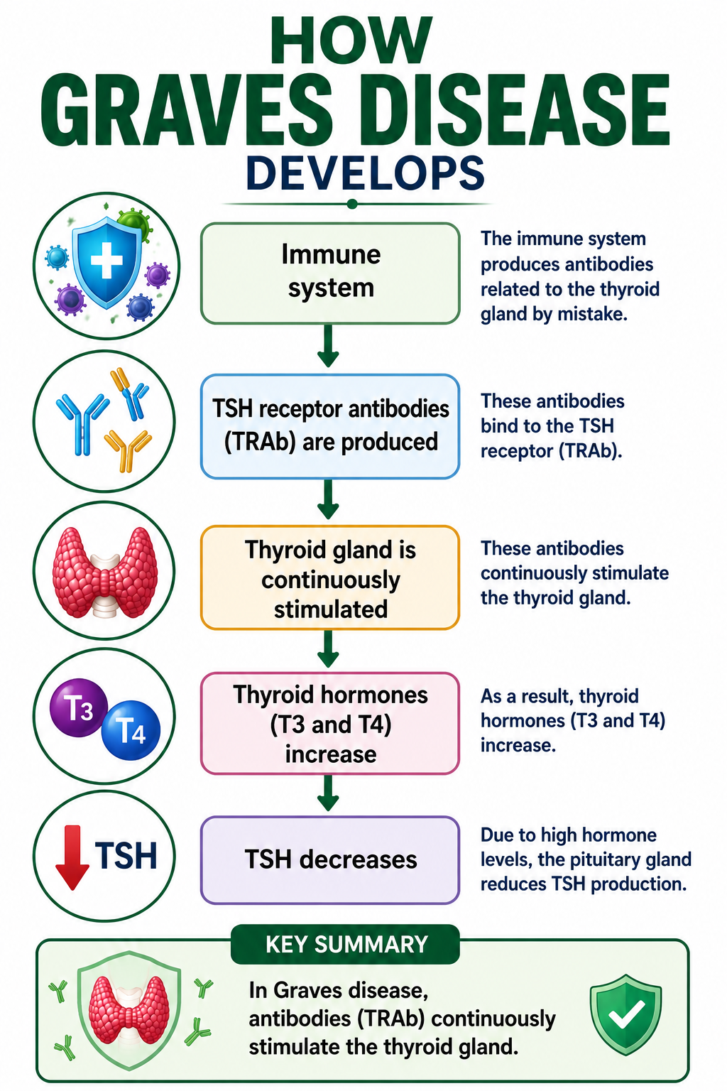 Graves Disease Mechanism - TRAb Antibodies Stimulate the Thyroid