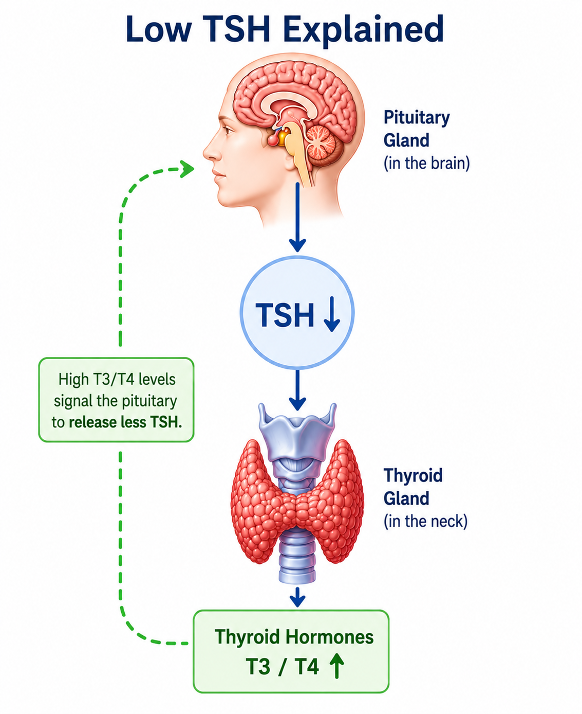 Low TSH explained — pituitary suppresses TSH when thyroid hormone is excessive