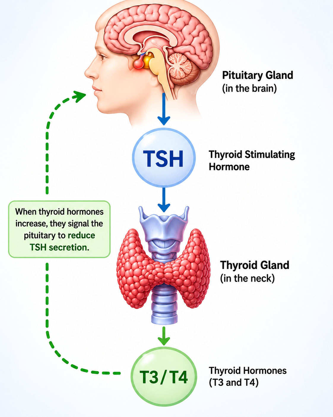 Pituitary-thyroid axis showing how TSH links the brain and thyroid gland