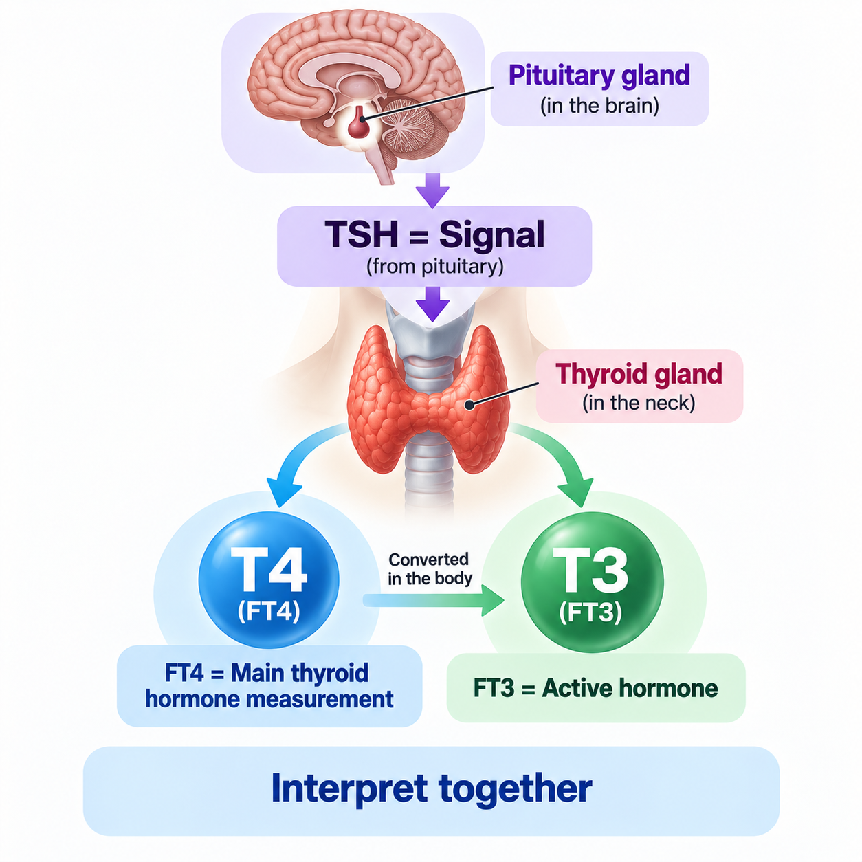 TSH, Free T4 and Free T3 explained — signal and thyroid hormone roles