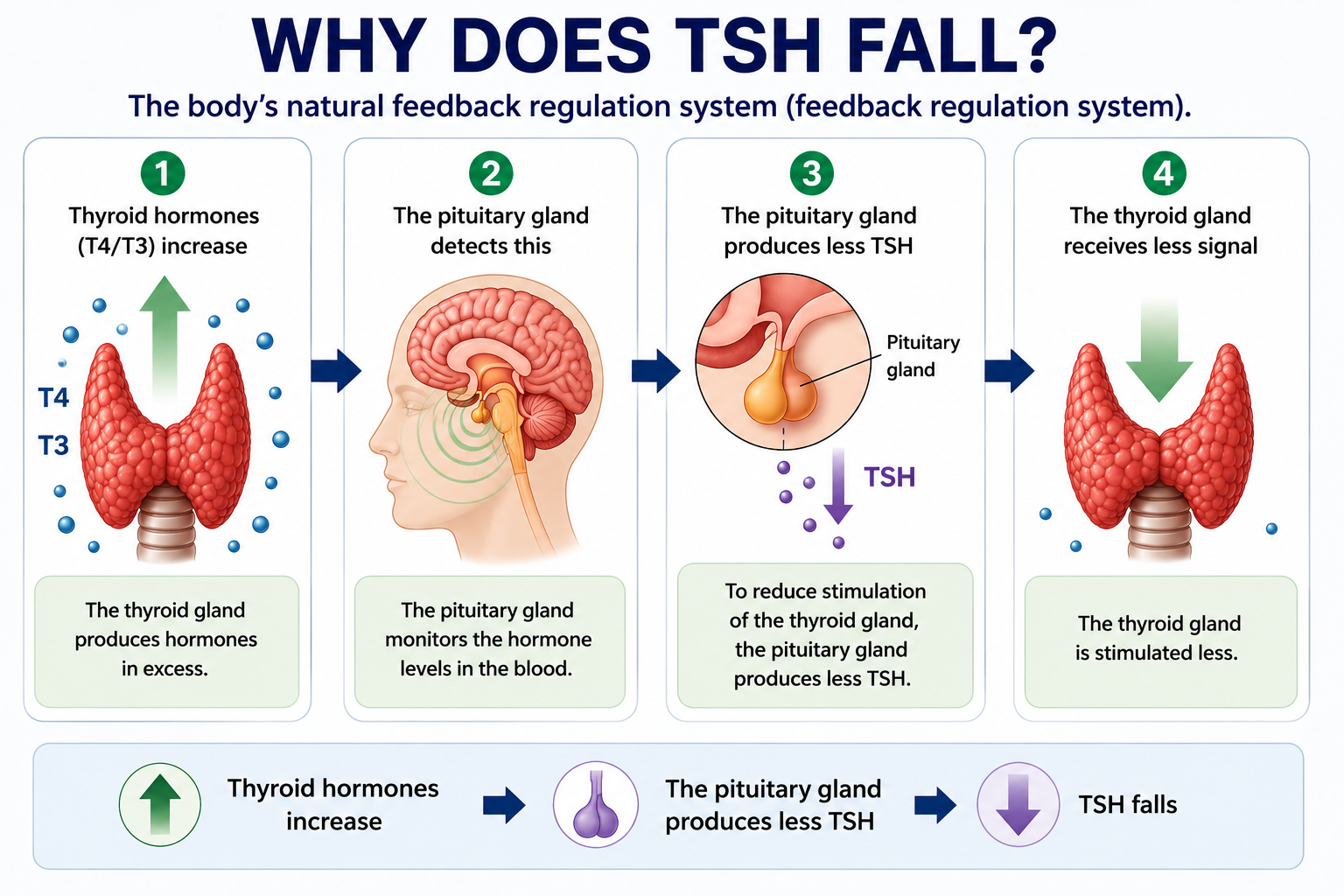 Why TSH falls — diagram showing pituitary feedback suppression when thyroid hormones are elevated