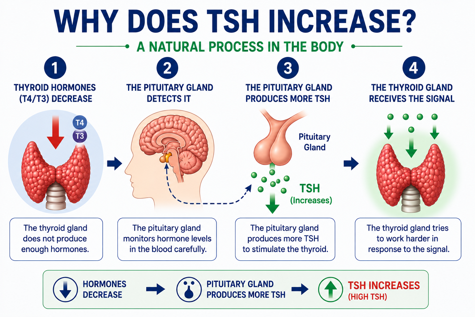 Why TSH rises — diagram showing pituitary and thyroid feedback loop